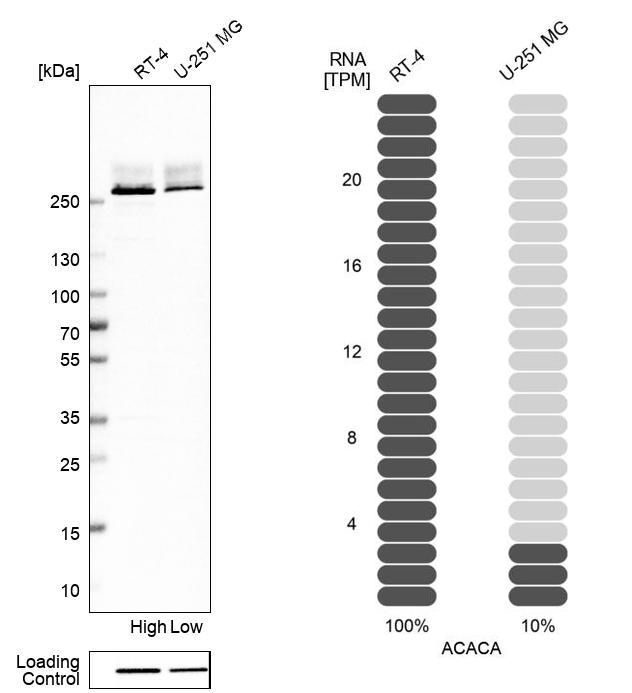 Atlas Antibodies Anti-ACACA Antibody