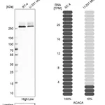 Atlas Antibodies Anti-ACACA Antibody