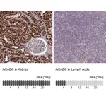 Atlas Antibodies Anti-ACAD8 Antibody