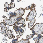 Atlas Antibodies Anti-ACBD3 Antibody