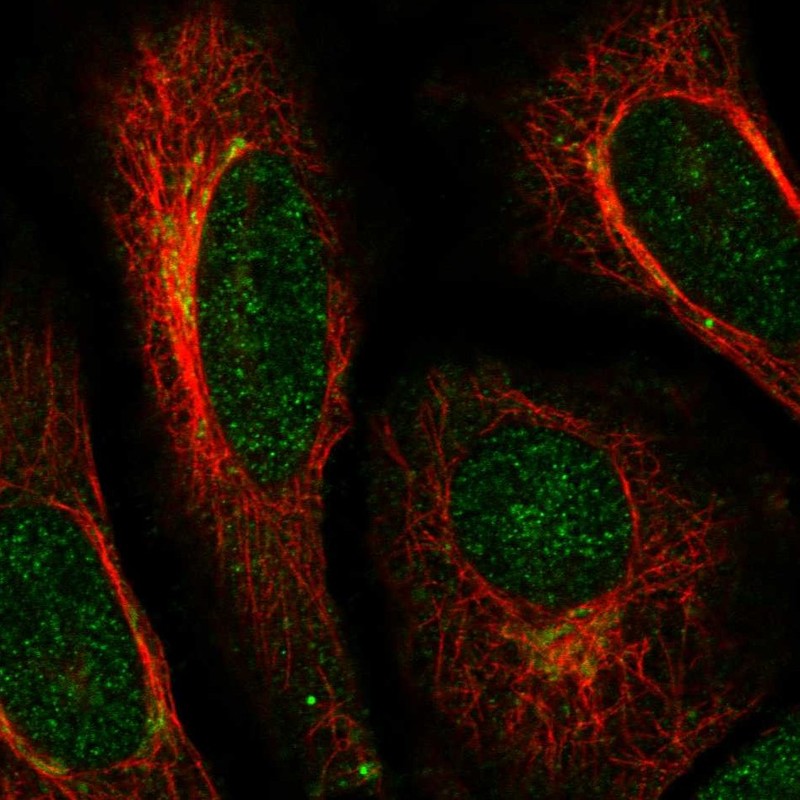 Atlas Antibodies Anti-ACAP3 Antibody