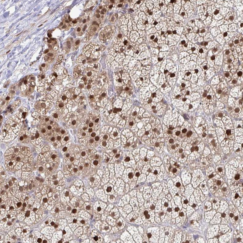 Atlas Antibodies Anti-ACD Antibody