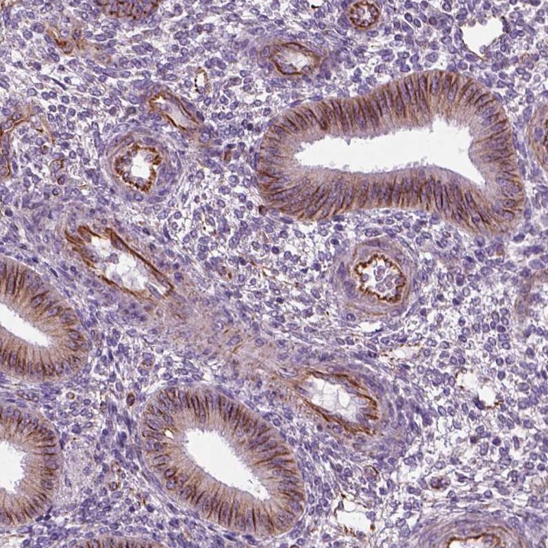 Atlas Antibodies Anti-ACER3 Antibody