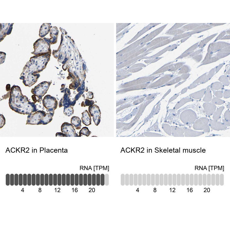Atlas Antibodies Anti-ACKR2 Antibody