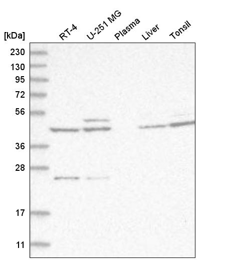 Atlas Antibodies Anti-ACKR3 Antibody