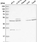 Atlas Antibodies Anti-ACKR3 Antibody