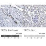 Atlas Antibodies Anti-ACKR1 Antibody