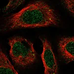 Atlas Antibodies Anti-ACKR2 Antibody