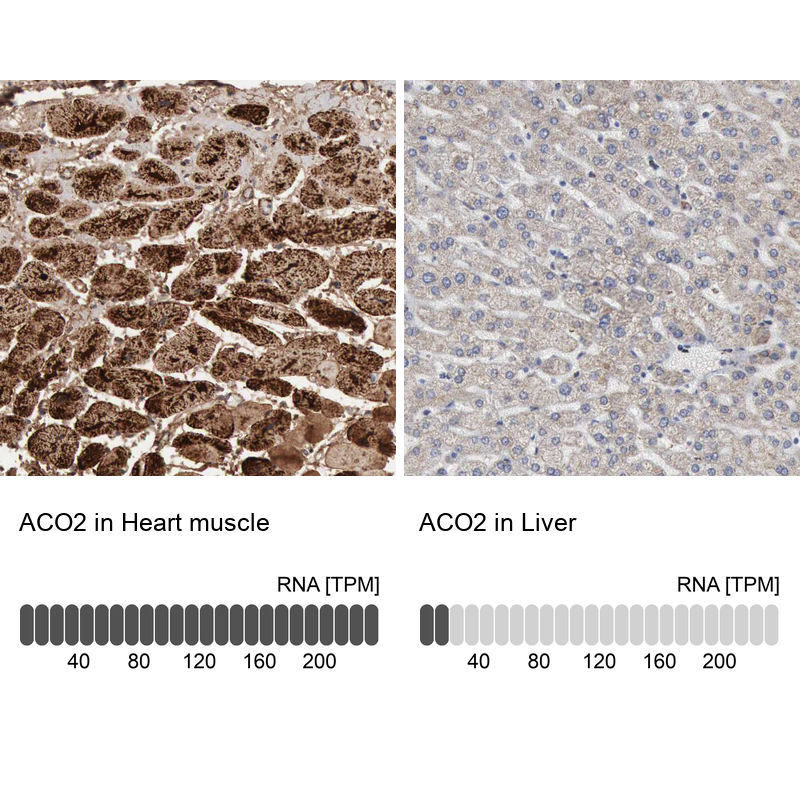 Atlas Antibodies Anti-ACO2 Antibody
