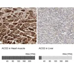 Atlas Antibodies Anti-ACO2 Antibody
