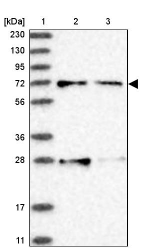 Atlas Antibodies Anti-ACOX3 Antibody