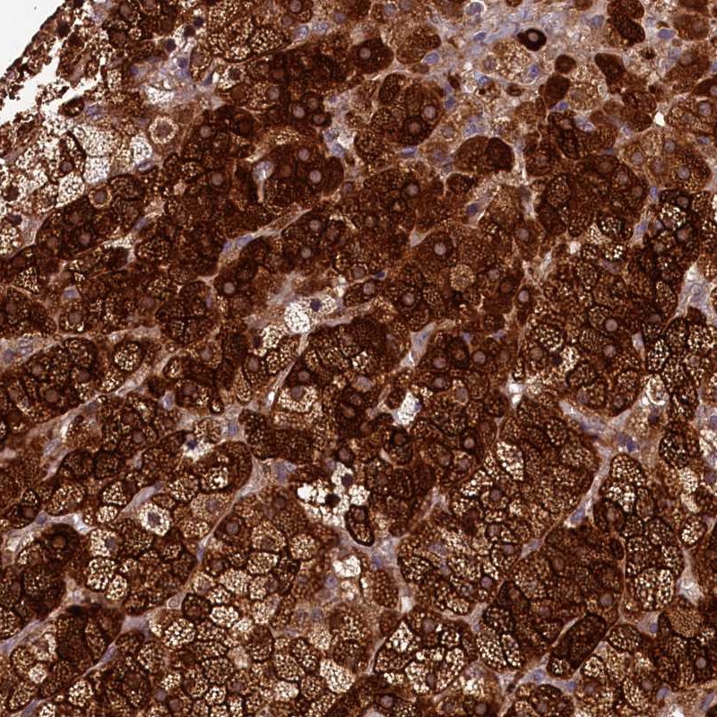 Atlas Antibodies Anti-ACSBG1 Antibody