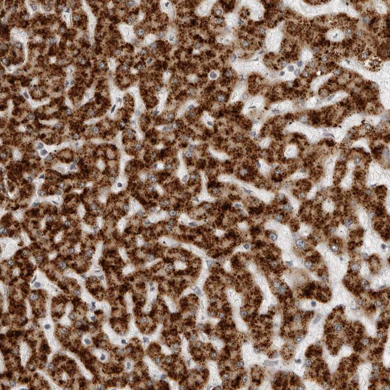 Atlas Antibodies Anti-ACP6 Antibody