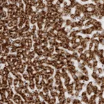 Atlas Antibodies Anti-ACP6 Antibody