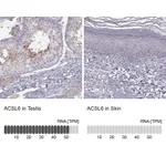 Atlas Antibodies Anti-ACSL6 Antibody