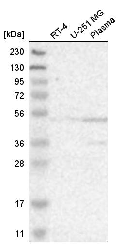 Atlas Antibodies Anti-ACTL6A Antibody