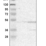 Atlas Antibodies Anti-ACTL6A Antibody