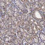 Atlas Antibodies Anti-ACTB Antibody