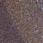 Atlas Antibodies Anti-ACTB Antibody