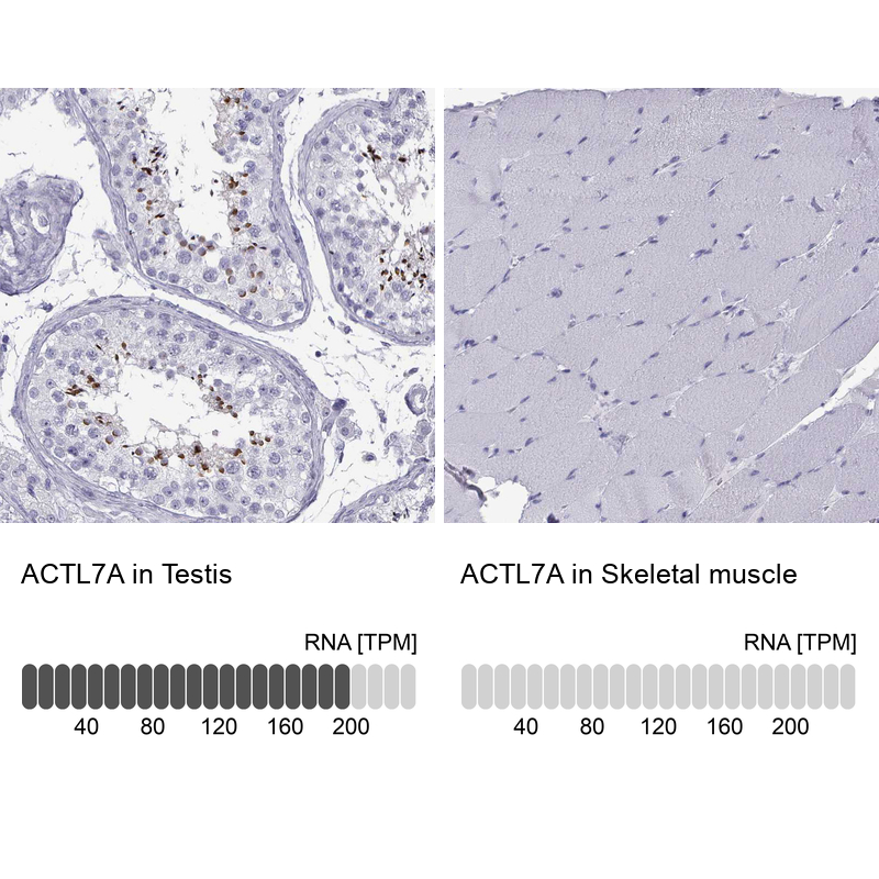 Atlas Antibodies Anti-ACTL7A Antibody