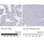 Atlas Antibodies Anti-ACTL7A Antibody