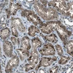 Atlas Antibodies Anti-ACTL9 Antibody