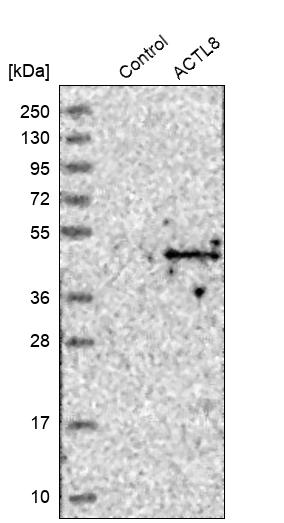 Atlas Antibodies Anti-ACTL8 Antibody