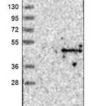 Atlas Antibodies Anti-ACTL8 Antibody