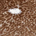 Atlas Antibodies Anti-ACTL9 Antibody