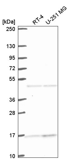 Atlas Antibodies Anti-ACTR10 Antibody