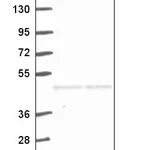 Atlas Antibodies Anti-ACTR10 Antibody