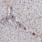 Atlas Antibodies Anti-ACTN4 Antibody
