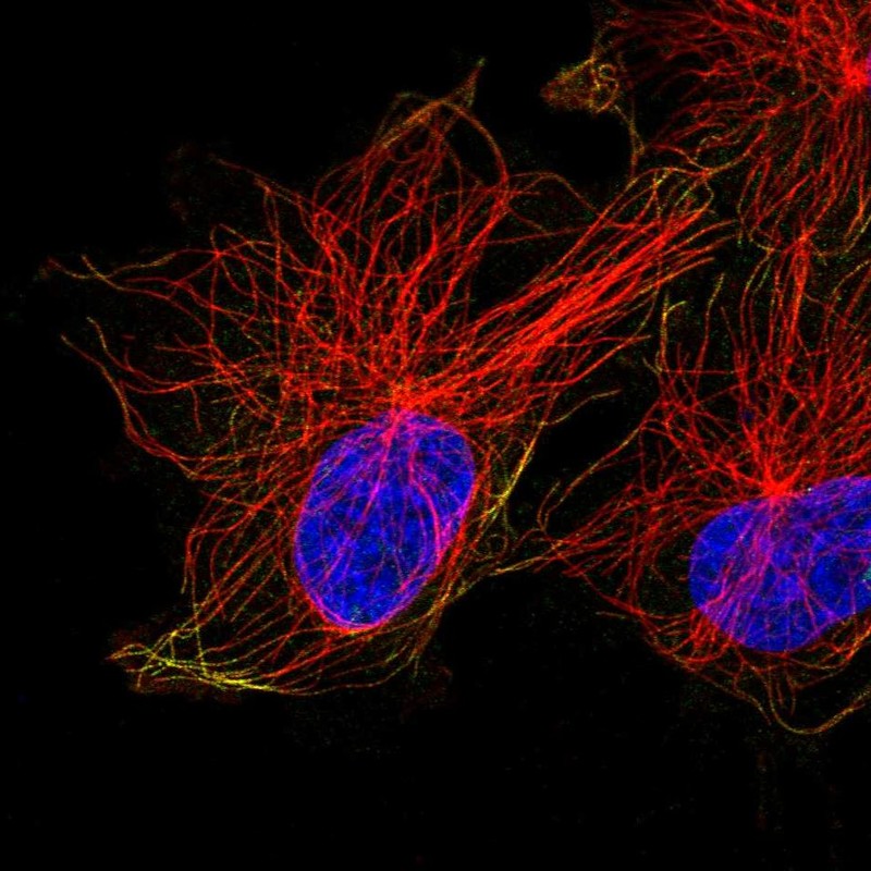 Atlas Antibodies Anti-ACTR1A Antibody
