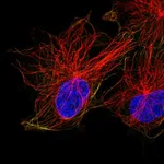 Atlas Antibodies Anti-ACTR1A Antibody
