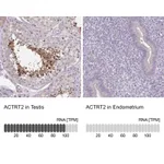 Atlas Antibodies Anti-ACTRT2 Antibody