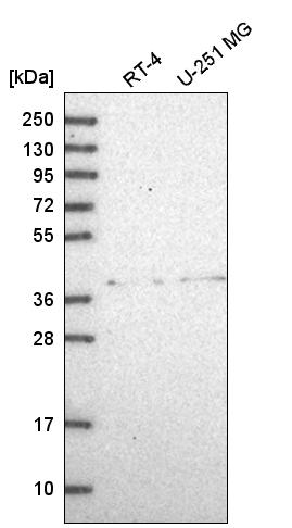 Atlas Antibodies Anti-ADAL Antibody