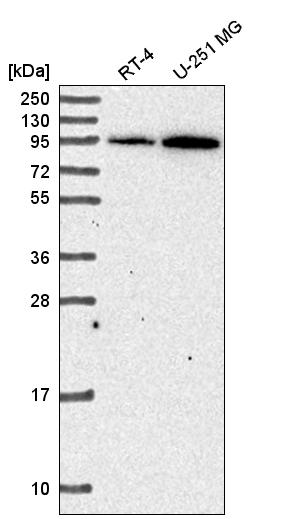 Atlas Antibodies Anti-ADAM17 Antibody
