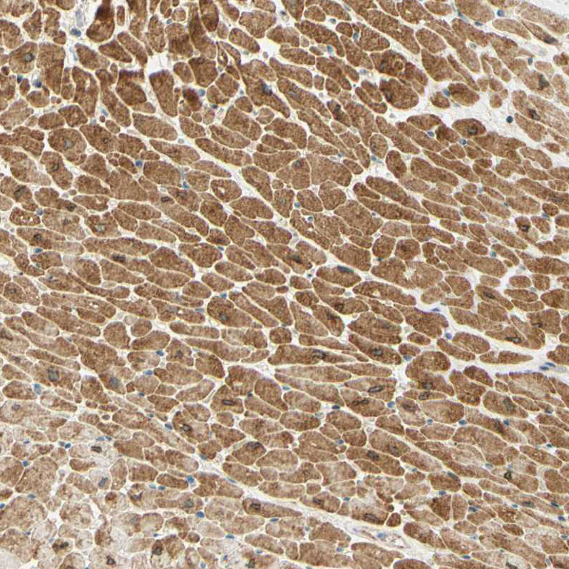 Atlas Antibodies Anti-ADAM17 Antibody