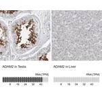 Atlas Antibodies Anti-ADAM2 Antibody