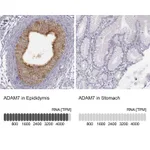 Atlas Antibodies Anti-ADAM7 Antibody