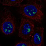 Atlas Antibodies Anti-ADAMTS12 Antibody