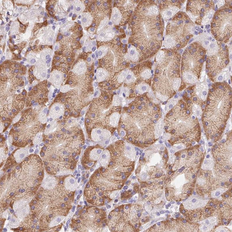 Atlas Antibodies Anti-ADAM8 Antibody