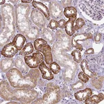 Atlas Antibodies Anti-ADAMTS19 Antibody