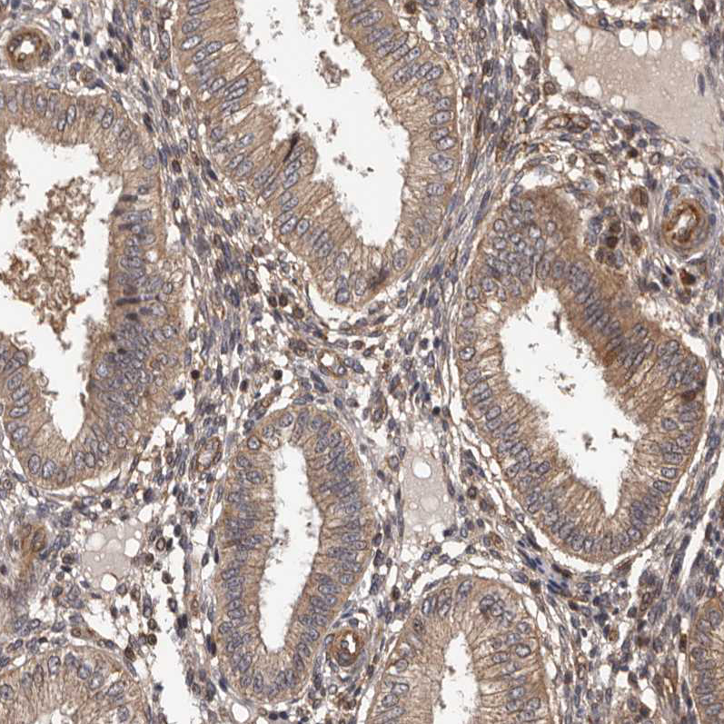 Atlas Antibodies Anti-ADAMTS2 Antibody