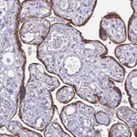 Atlas Antibodies Anti-ADAMTS6 Antibody