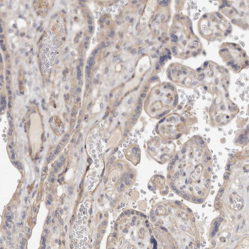 Atlas Antibodies Anti-ADAMTS9 Antibody