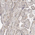 Atlas Antibodies Anti-ADAMTS9 Antibody