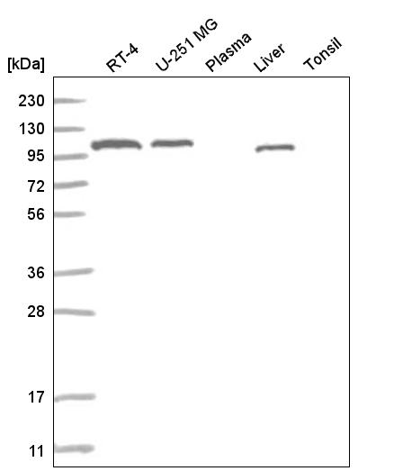 Atlas Antibodies Anti-ADAMTS9 Antibody