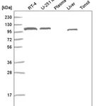 Atlas Antibodies Anti-ADAMTS9 Antibody