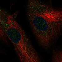 Atlas Antibodies Anti-ADAMTSL1 Antibody